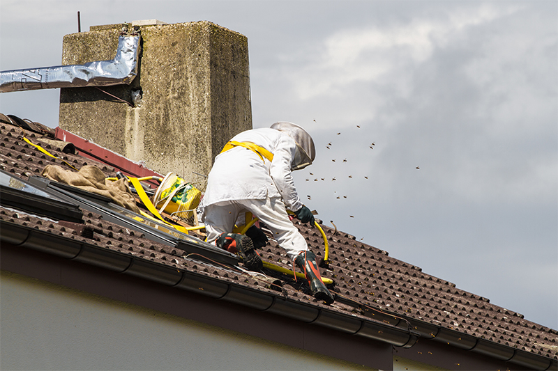 Bee Pest Control in Basildon Essex