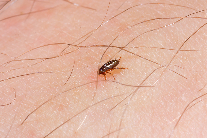 Flea Pest Control in Basildon Essex