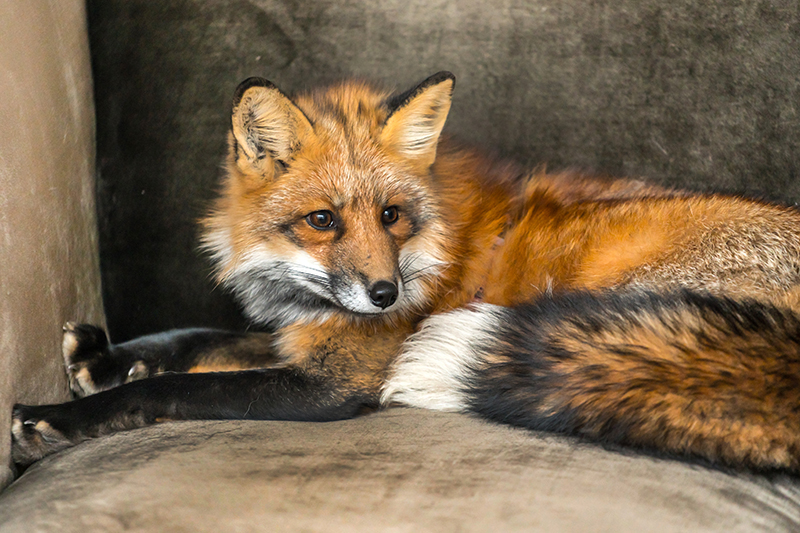 Fox Pest Control in Basildon Essex