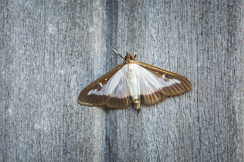 Moth Pest Control in Basildon Essex